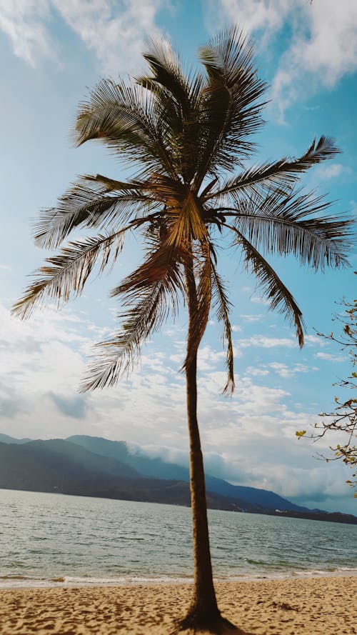 Free Tropical Palm Tree on Beach Resort Stock Photo