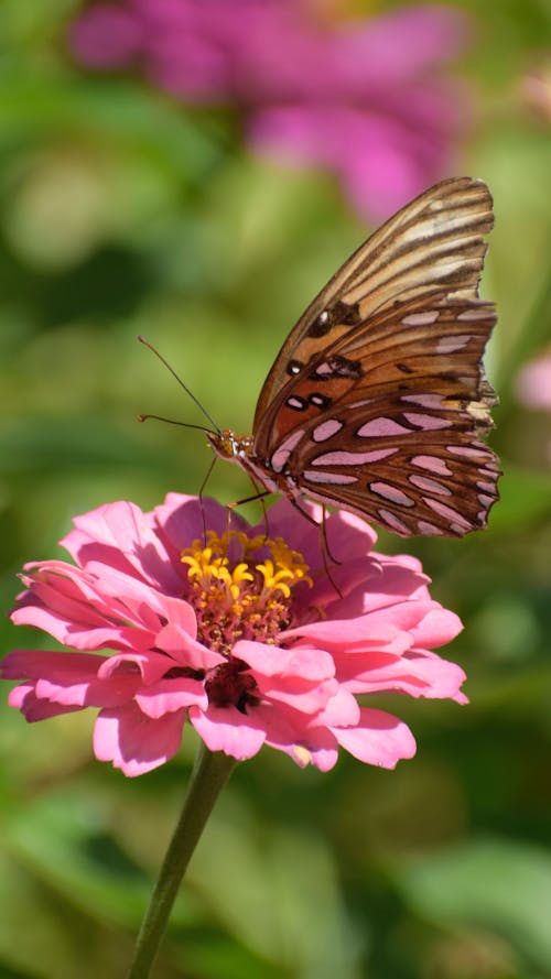 Darmowe zdjęcie z galerii z kwiat, motyl, natura