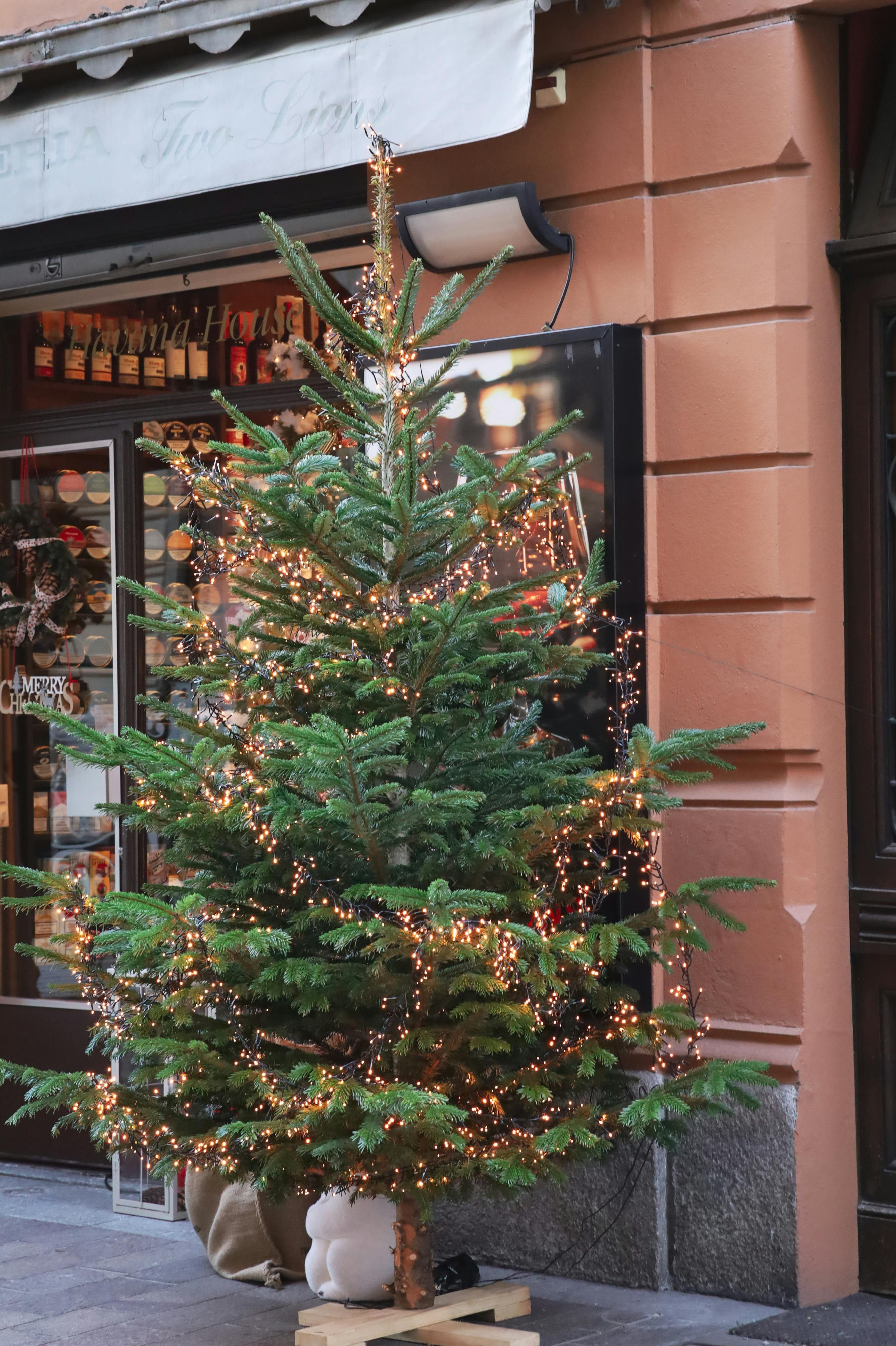 Consiliul Județean Timiș Își Împodobește Sediul de Sărbătoare în Piața Unirii și Așteaptă Colindătorii – VIDEO