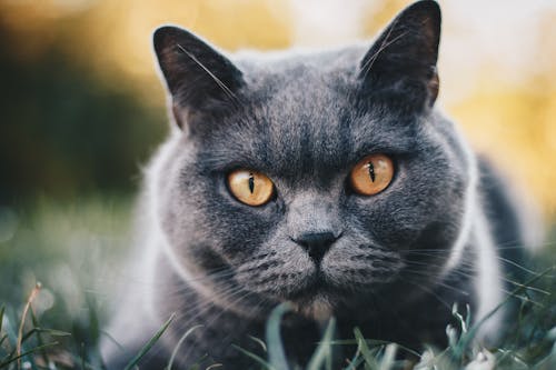 회색 고양이의 선택적 초점 사진