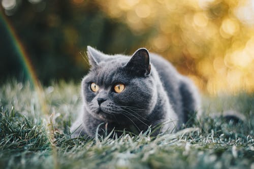 免費 短塗灰貓躺在綠草地上 圖庫相片