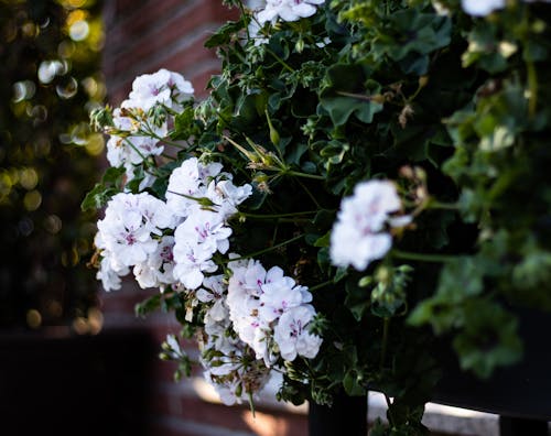 Foto profissional grátis de flor, flor branca, flores bonitas