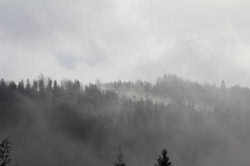 Foto profissional grátis de árvores, enevoado, fotografia da natureza