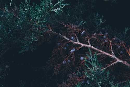 Bezpłatne Darmowe zdjęcie z galerii z ciemny, drzewo, gałęzie Zdjęcie z galerii
