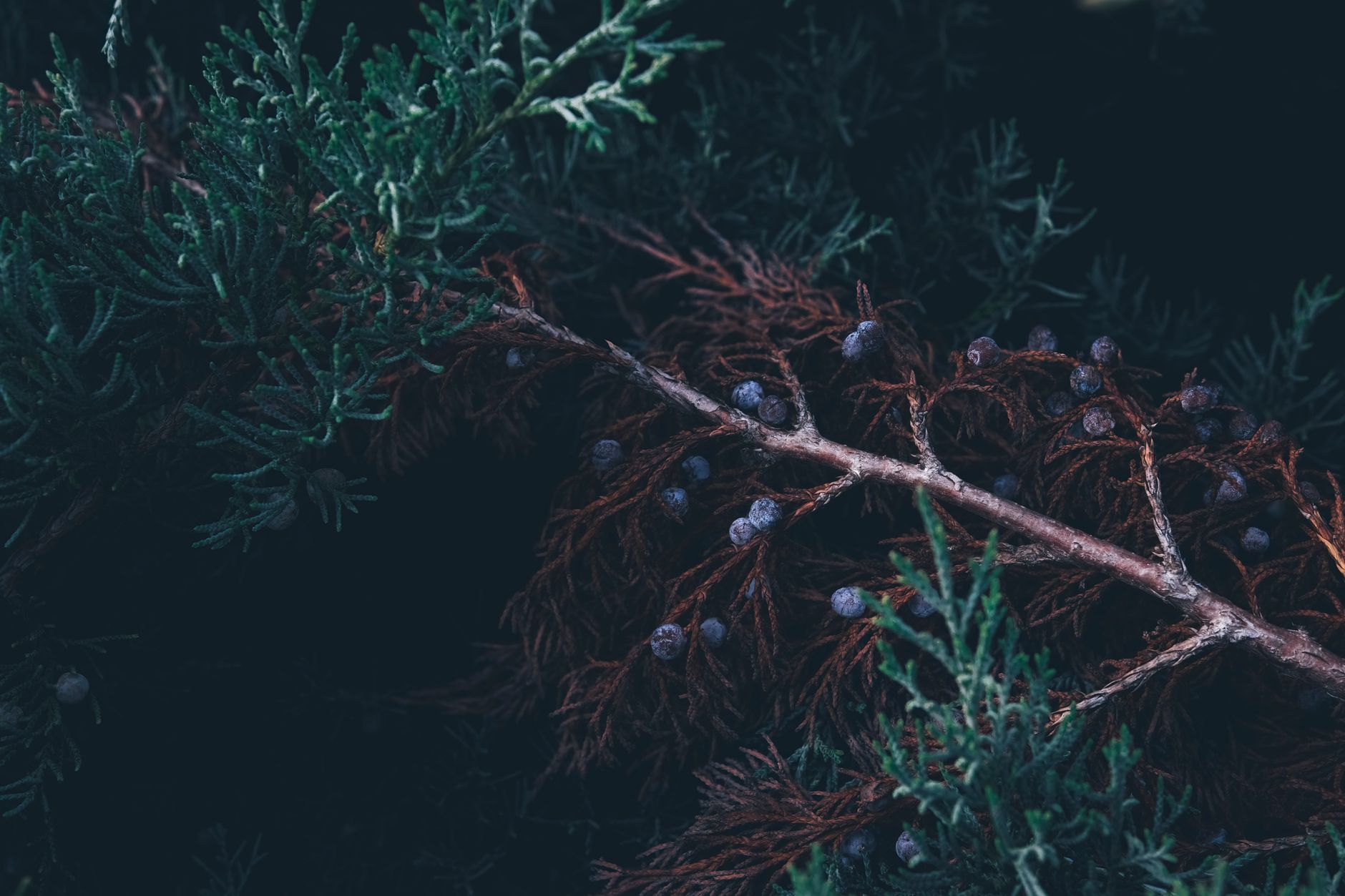 Pine Needles Natural Herb