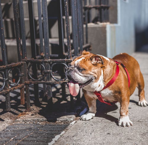 Kostnadsfri bild av bulldog, däggdjur, djärv