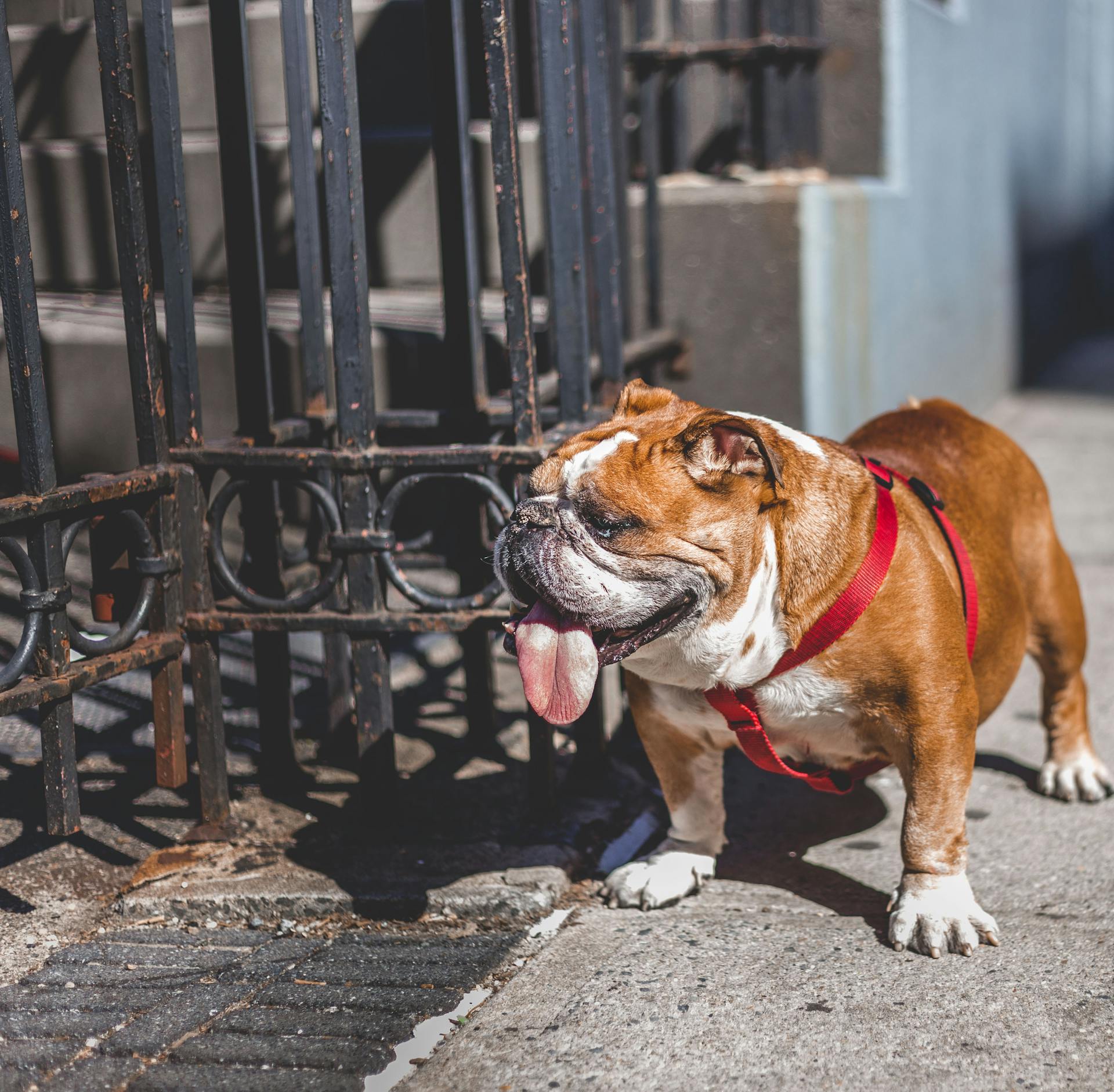 Bulldog anglais blanc et brun