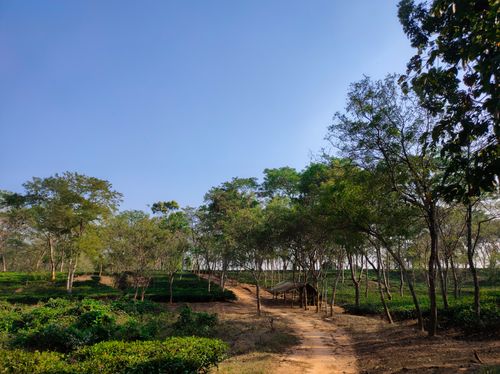 Free Peaceful rural scene with a dirt path winding through lush green trees and plants under a clear blue sky. Stock Photo