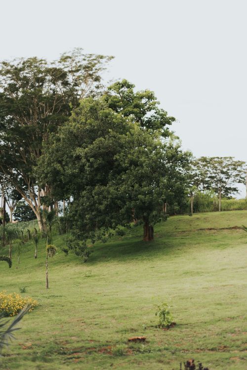 Free Tranquil rural scene showcasing lush greenery and scattered trees on a hillside. Stock Photo