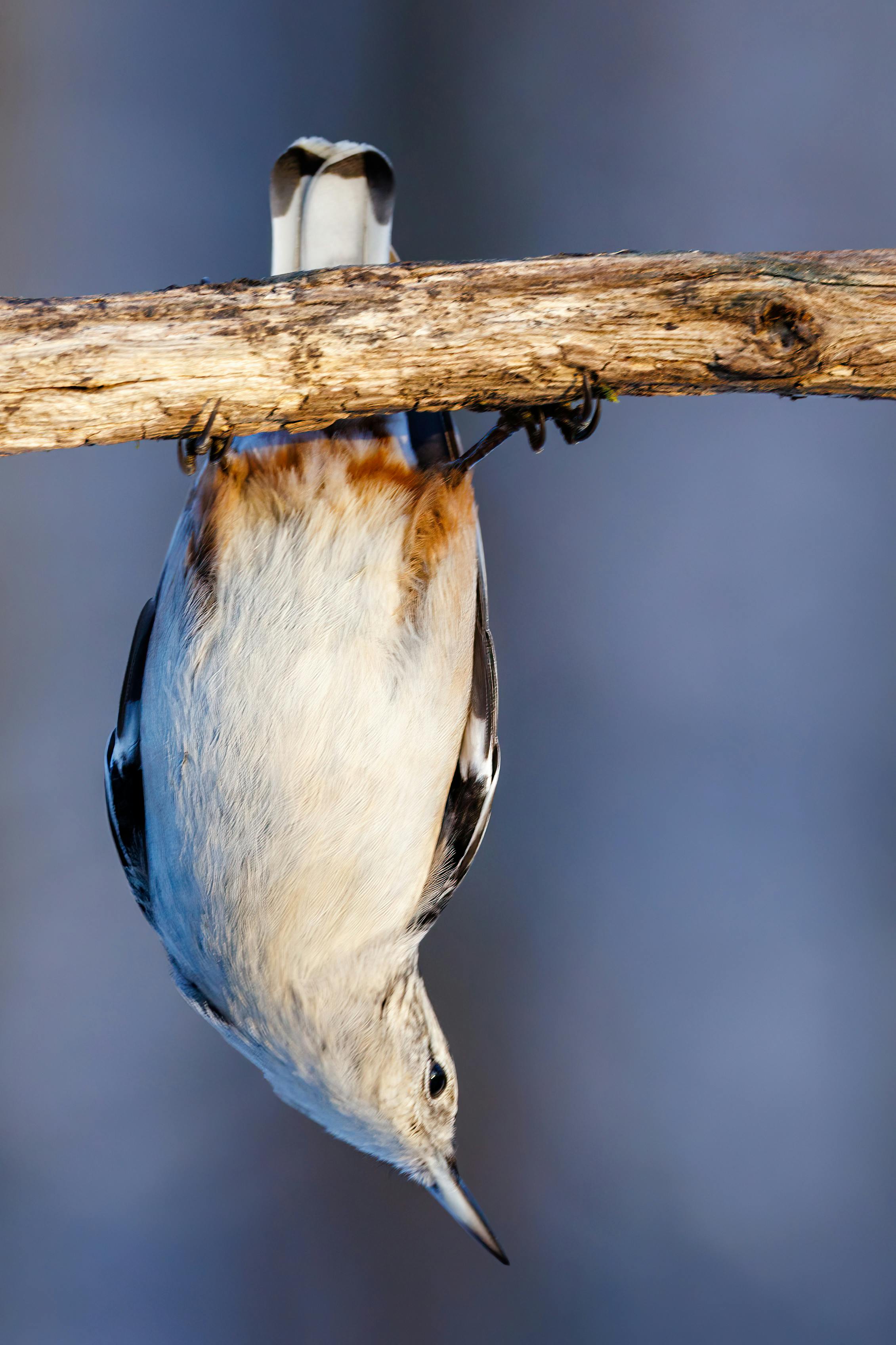 A Bird Hanging Upside Down · Free Stock Photo