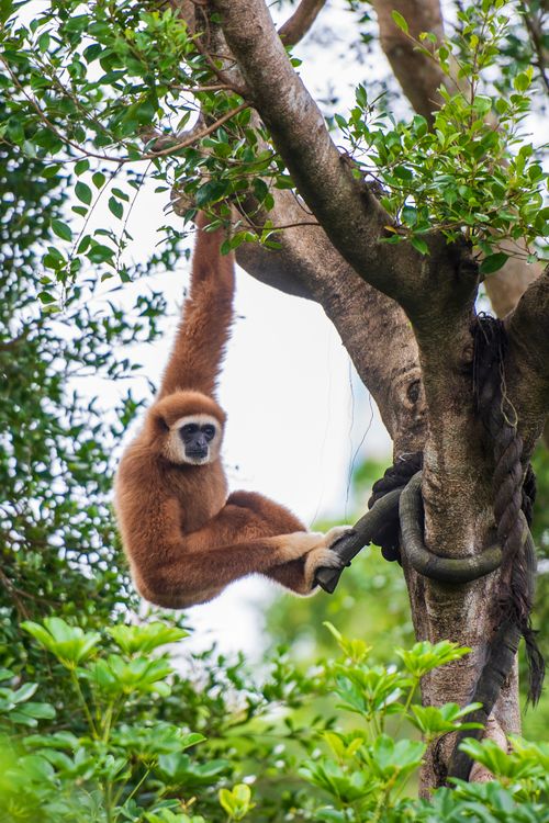Free A gibbon gracefully hangs from a tree branch in a vibrant forest setting. Stock Photo