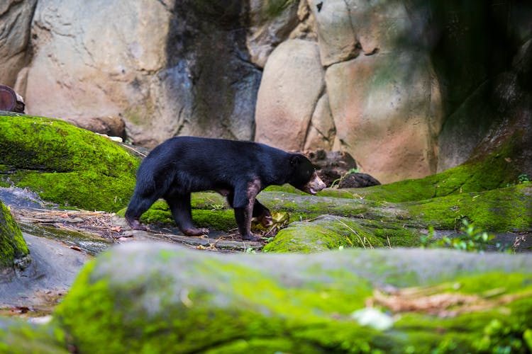 A Sun Bear Walking Near Mossy Rocks