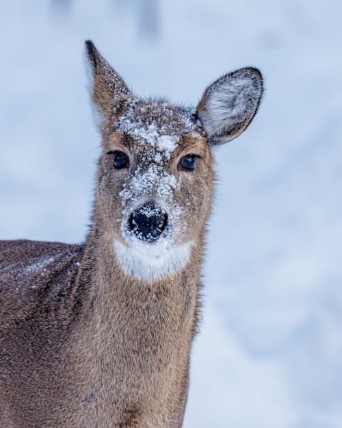 Photograph of a White-Tailed Deer with White Snow