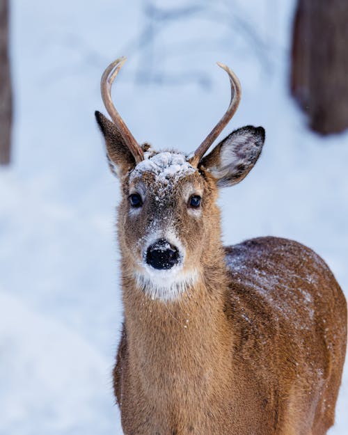 Photo of a White-Tailed Deer with Antlers