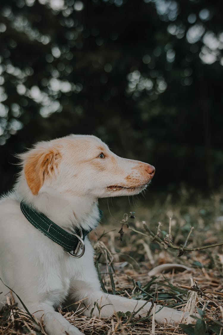 Close-Up Shot Of A Dog 