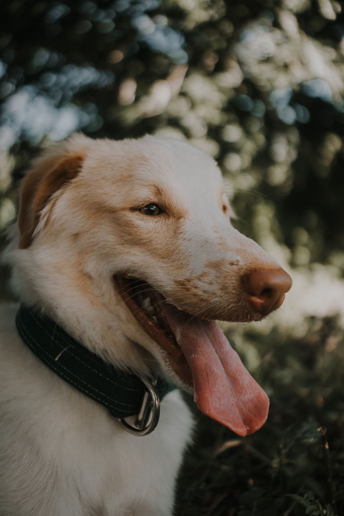 GPS pour chien 2026 : comparatif Tractive, PitPat, Fi, AirTag, Aorkuler et Garmin
