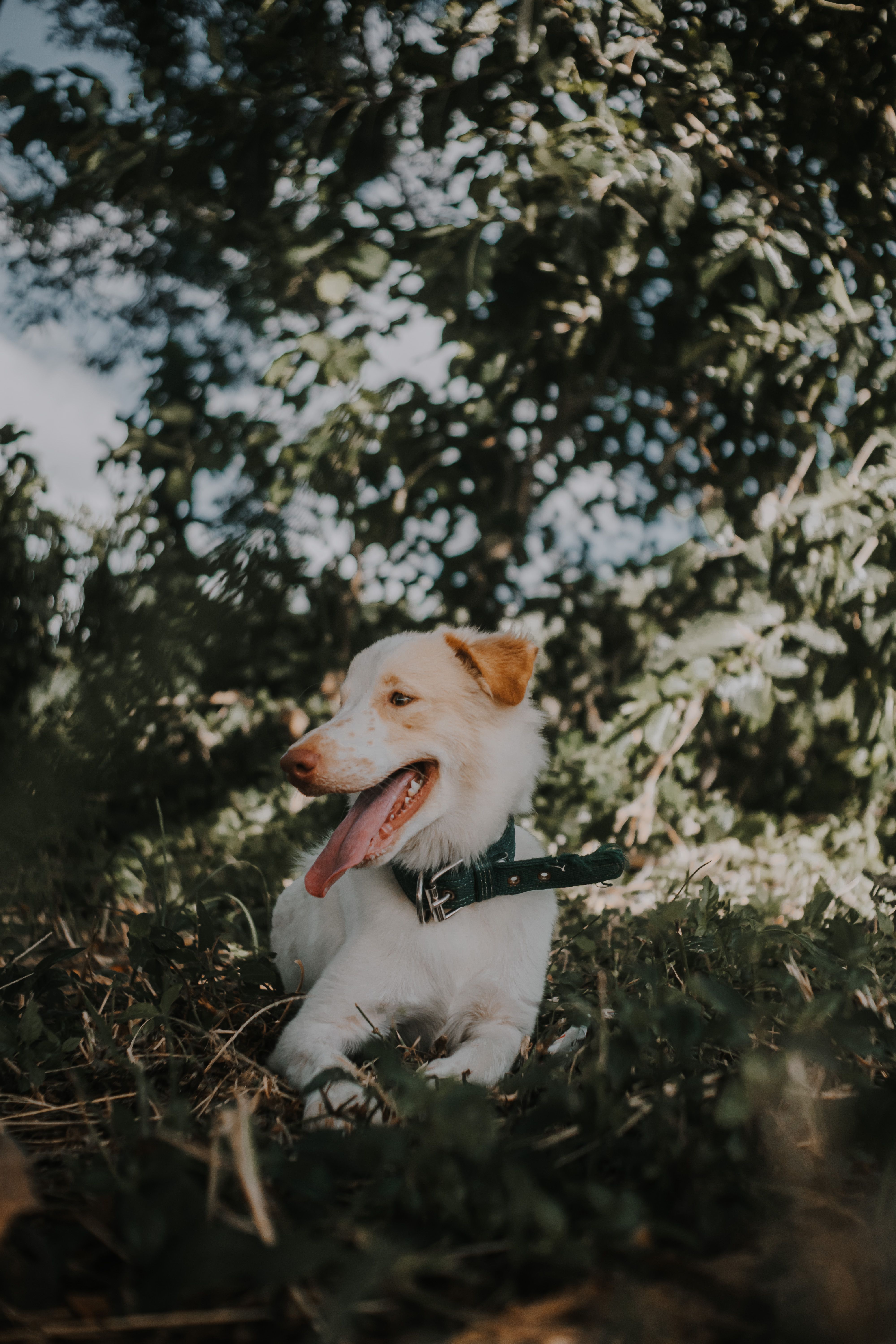 A cute dog with a collar sitting among leaves and greenery, captured in a serene outdoor setting.