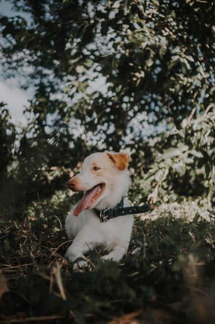 A cute dog with a collar sitting among leaves and greenery, captured in a serene outdoor setting.