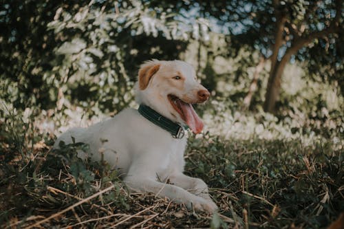 A White and Brown Long Coated Dog Lying on Green Grass 