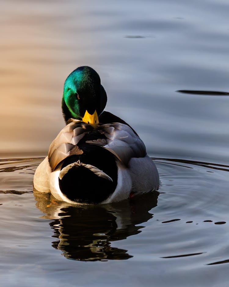 Close-Up Shot Of A Mallard Duck On Water