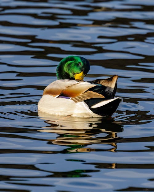 A Mallard on the Water