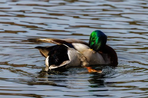 Free Captivating image of a mallard duck preening its feathers on a peaceful pond. Stock Photo