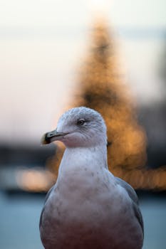 A close-up photo of a seagull with blurred festive lights in Hamburg, Germany.