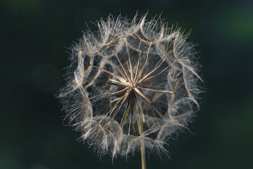 Dandelion Flower in Close-Up Photography 