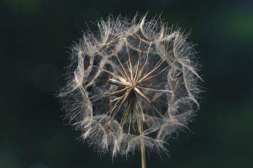 Free Close-up of a dandelion seed head with a dark, blurred background, showcasing delicate details. Stock Photo