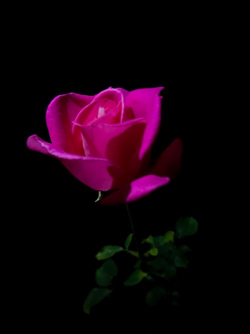 Free La Bella rose Stock Photo
