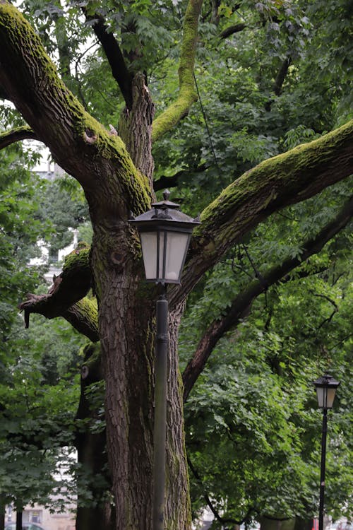 More Trees And Street Lamps 