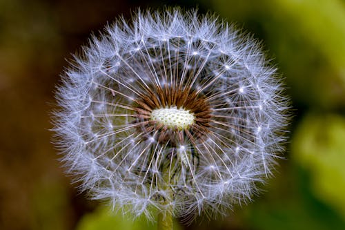 Macro Photography of a Dandelion Seedhead
