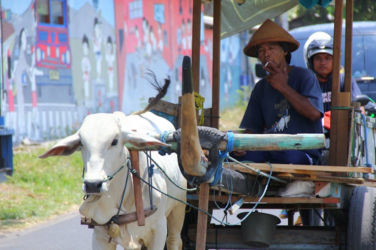 Ox Pulling A Cart With A Man