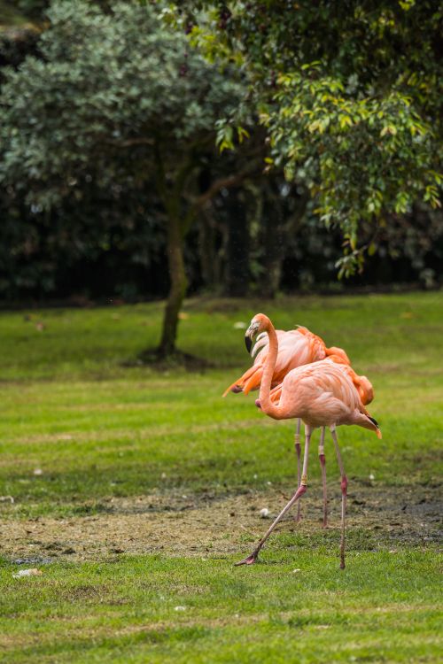 Free American flamingos strolling in lush greenery at a park in Briceño, Colombia Stock Photo