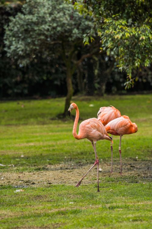 Free A group of flamingos gracefully walking in a lush grassland in Briceño, Colombia. Stock Photo