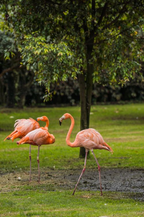Free Three elegant flamingos in a lush park in Briceño, Cundinamarca. Stock Photo