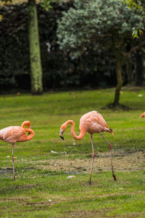 Free Flamingos on Green Grass Stock Photo