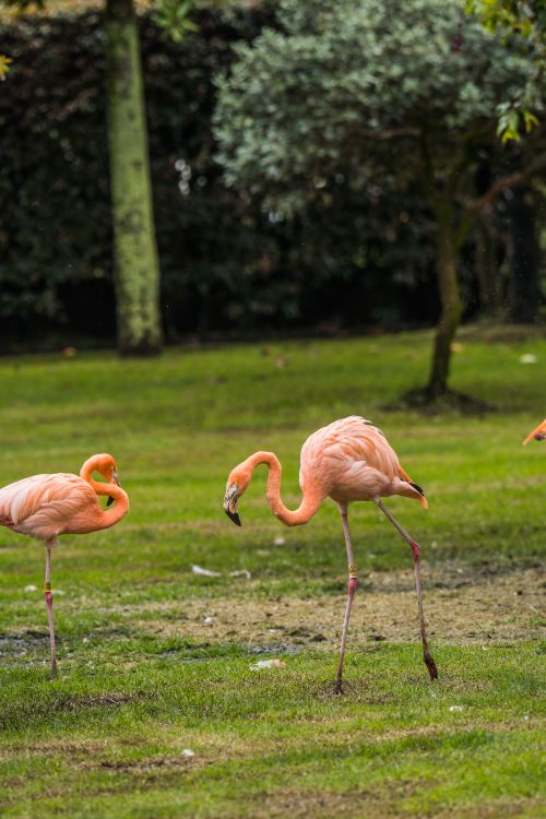 Free American flamingos gracefully walking on lush grass in Briceño, Colombia. Stock Photo
