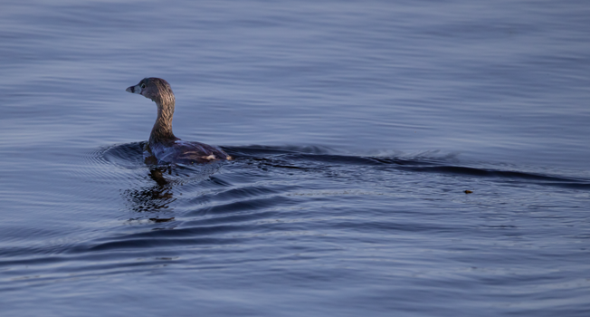 A grebe elegantly swims through rippling blue water, showcasing its avian grace.
