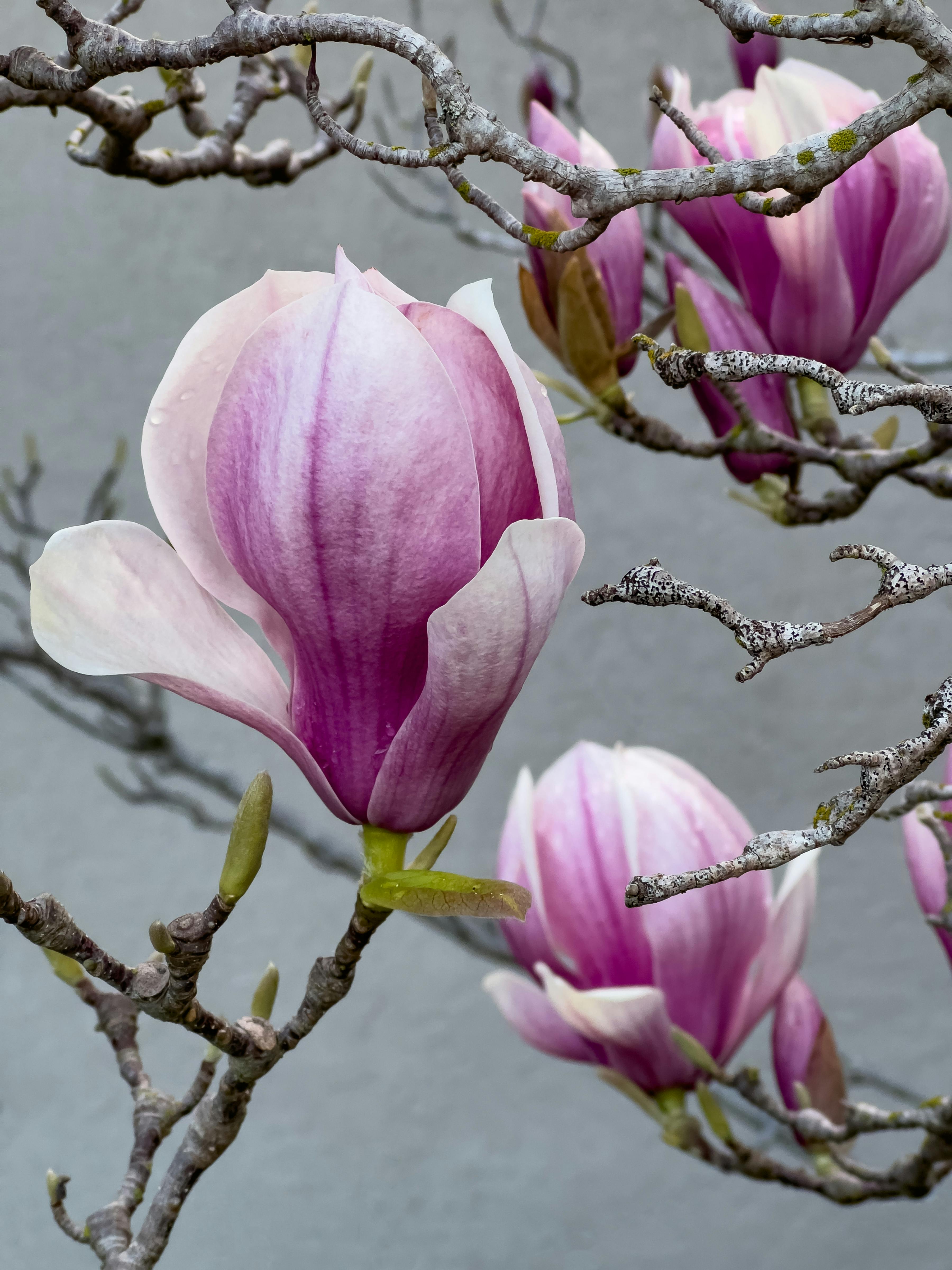 Flor De Magnolia Photos, Download Free Flor De Magnolia Stock Photos & HD  Images