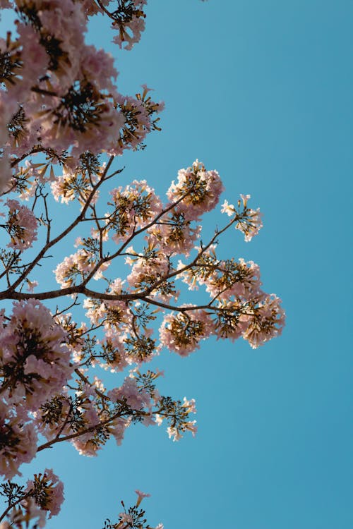 Low-Angle Shot of Blooming Pink Flowers under the Blue Sky
