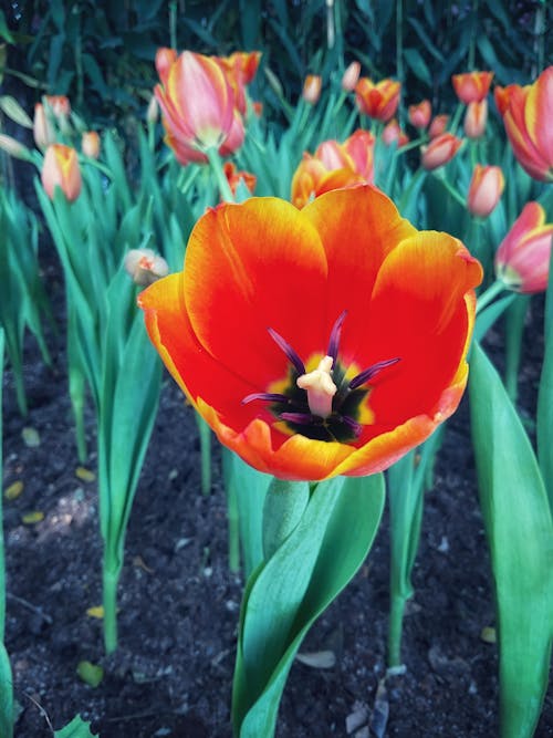 Foto profissional grátis de flor vermelha, tulipa de jardim