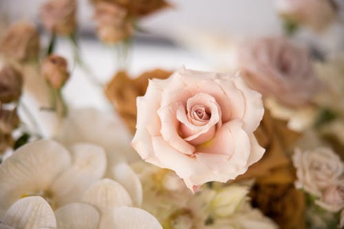 무료 꽃 바탕화면, 꽃 배경, 분홍 장미의 무료 스톡 사진