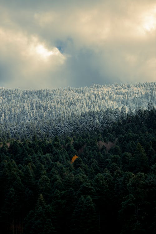 Darmowe zdjęcie z galerii z fotografia lotnicza, las, natura