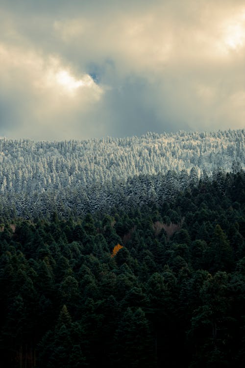 Foto d'estoc gratuïta de arbres verds, bosc, cel ennuvolat