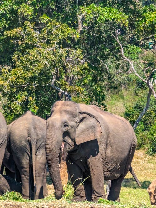 亞洲象, 動物, 動物攝影 的 免費圖庫相片