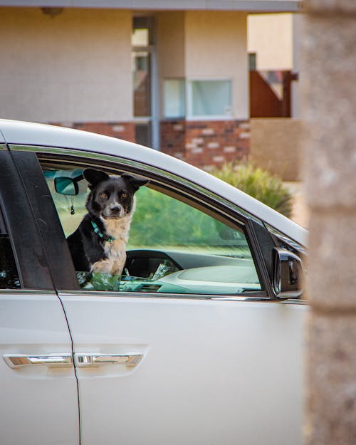 Fotobanka s bezplatnými fotkami na tému auto, okno auta, pes