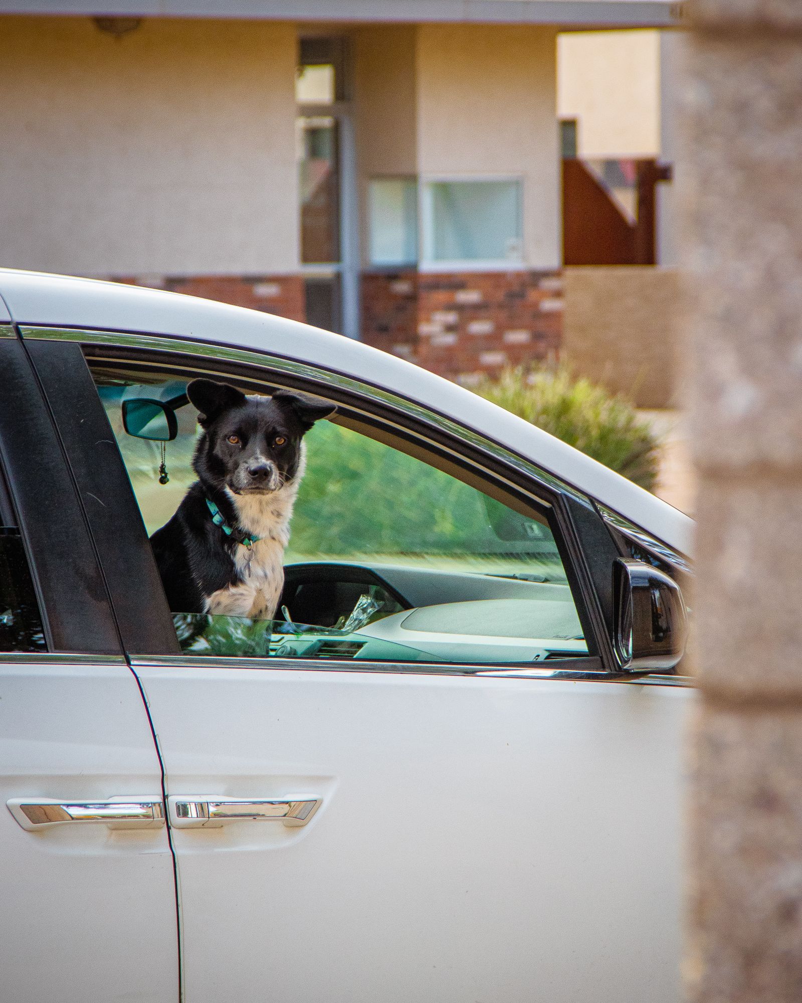 Border Collie wearing a harness and collar while sitting inside a parked vehicle