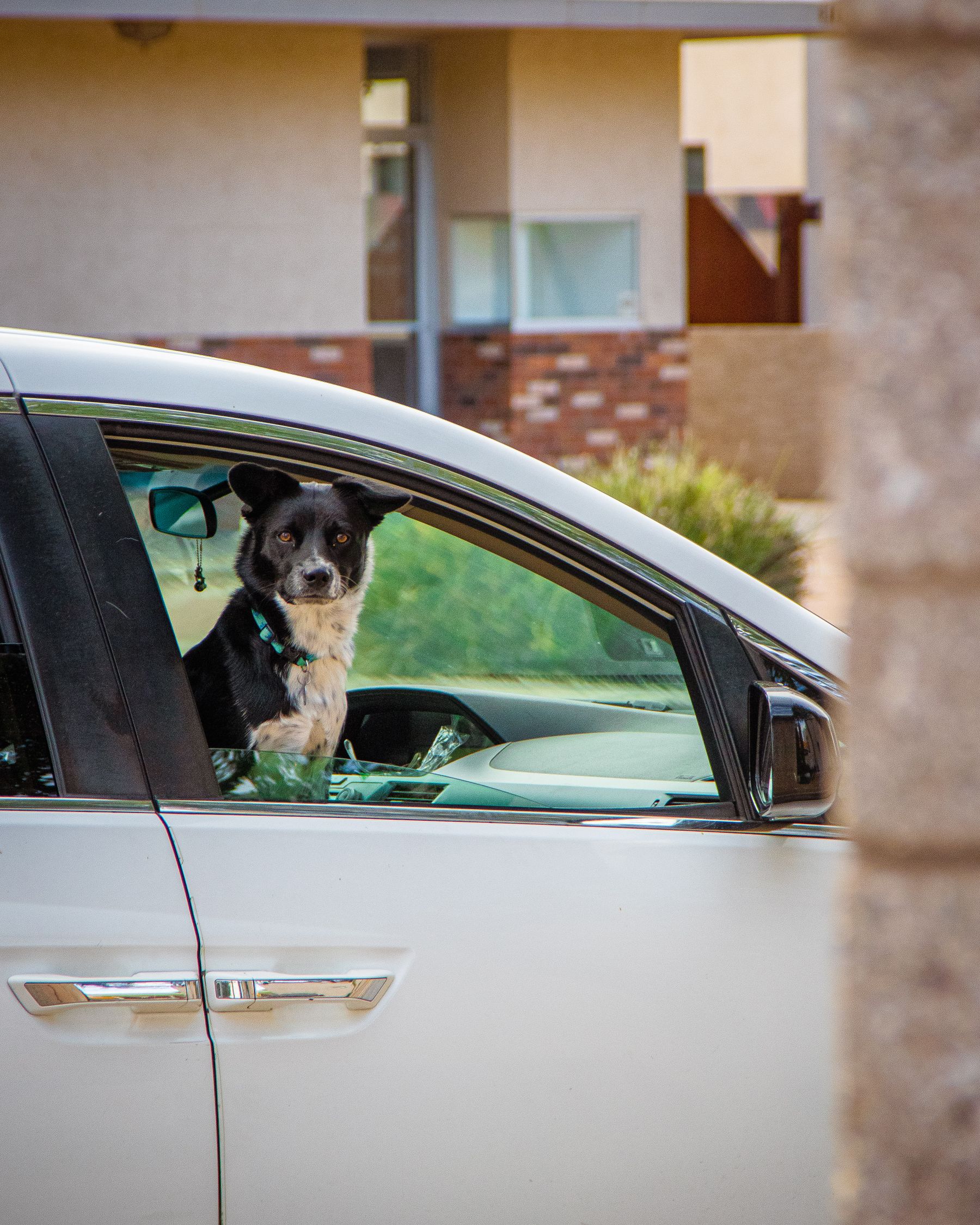 Dog wearing a harness while sitting inside a car