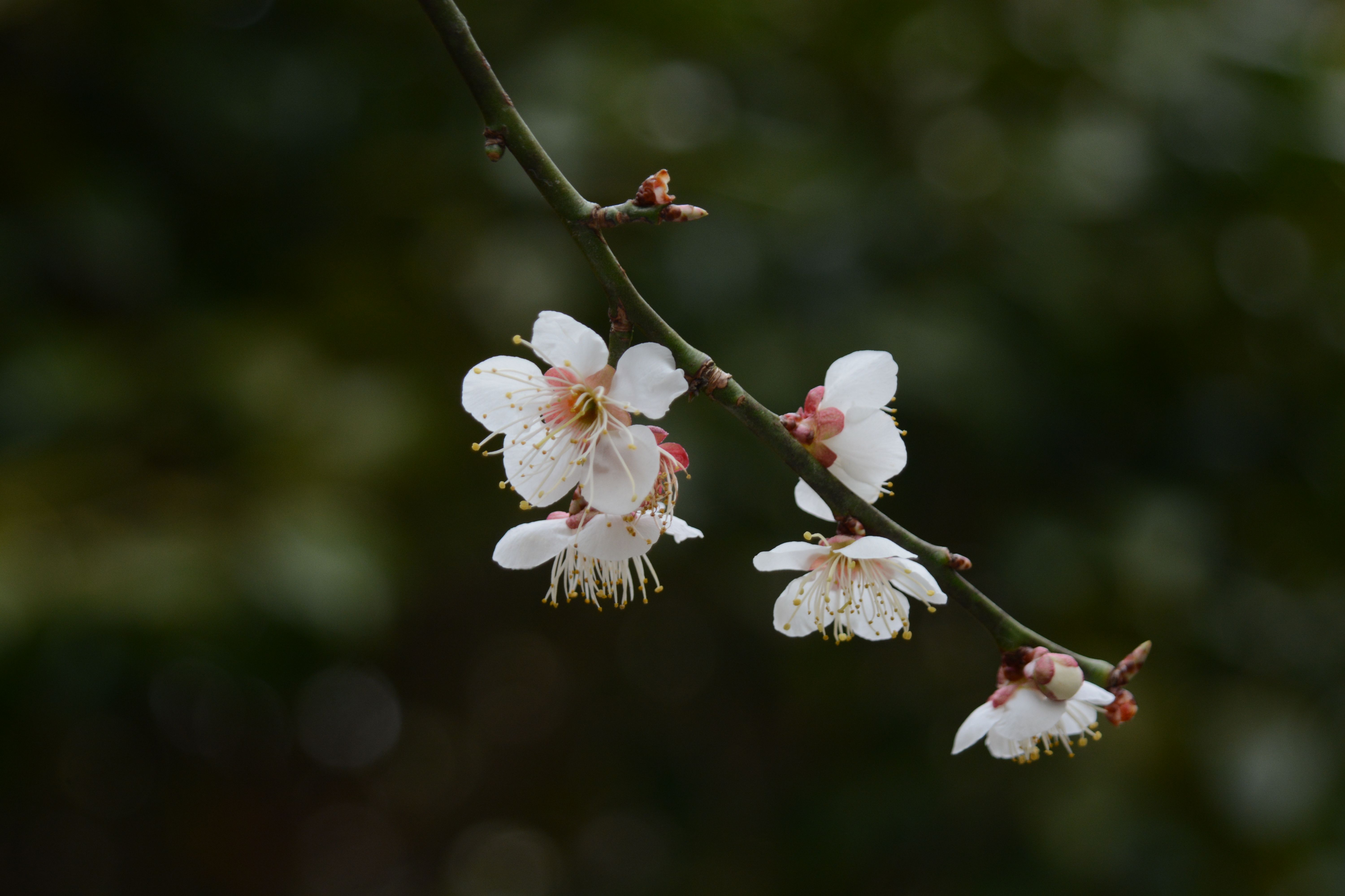 Small Tree Flowers · Free Stock Photo
